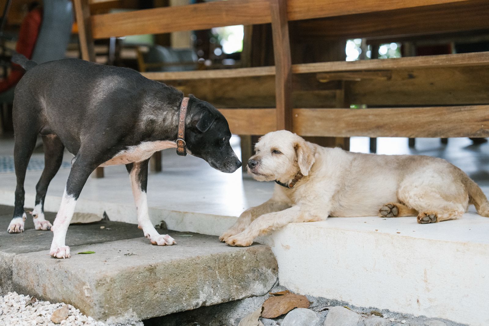 Un perro de pie sobre un escalón de hormigón junto a otro perro tumbado en el suelo.