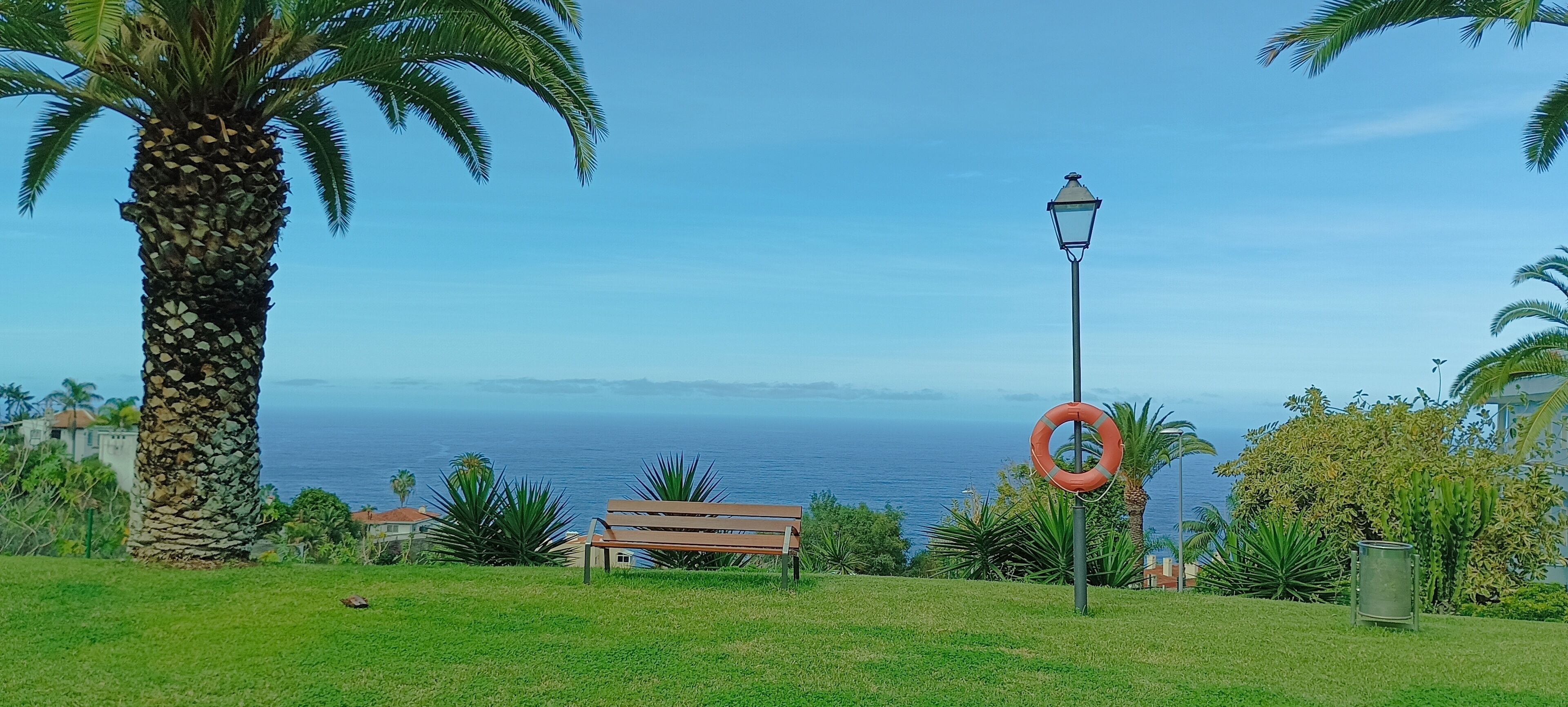 A grassy area with a bench, a palm tree, and a view of the ocean.