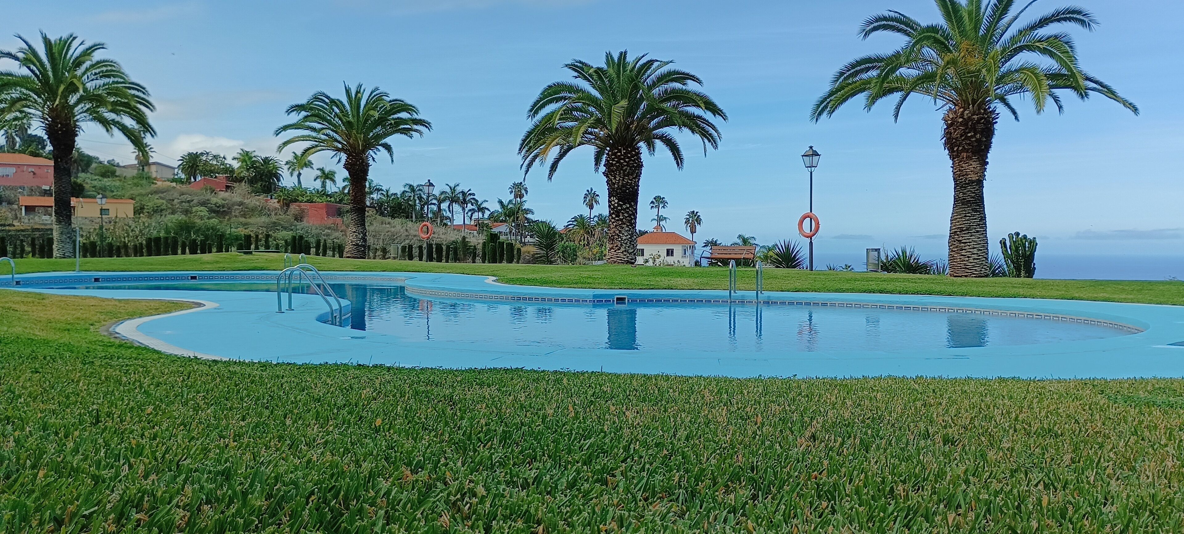 A swimming pool with a curved edge, surrounded by well-maintained grass and palm trees.