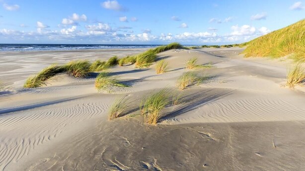 A sandy beach with dunes and grass. - Hotel Liberté (Schoorl)