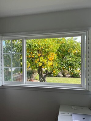 A room with a large window overlooking a tree with yellow fruit.