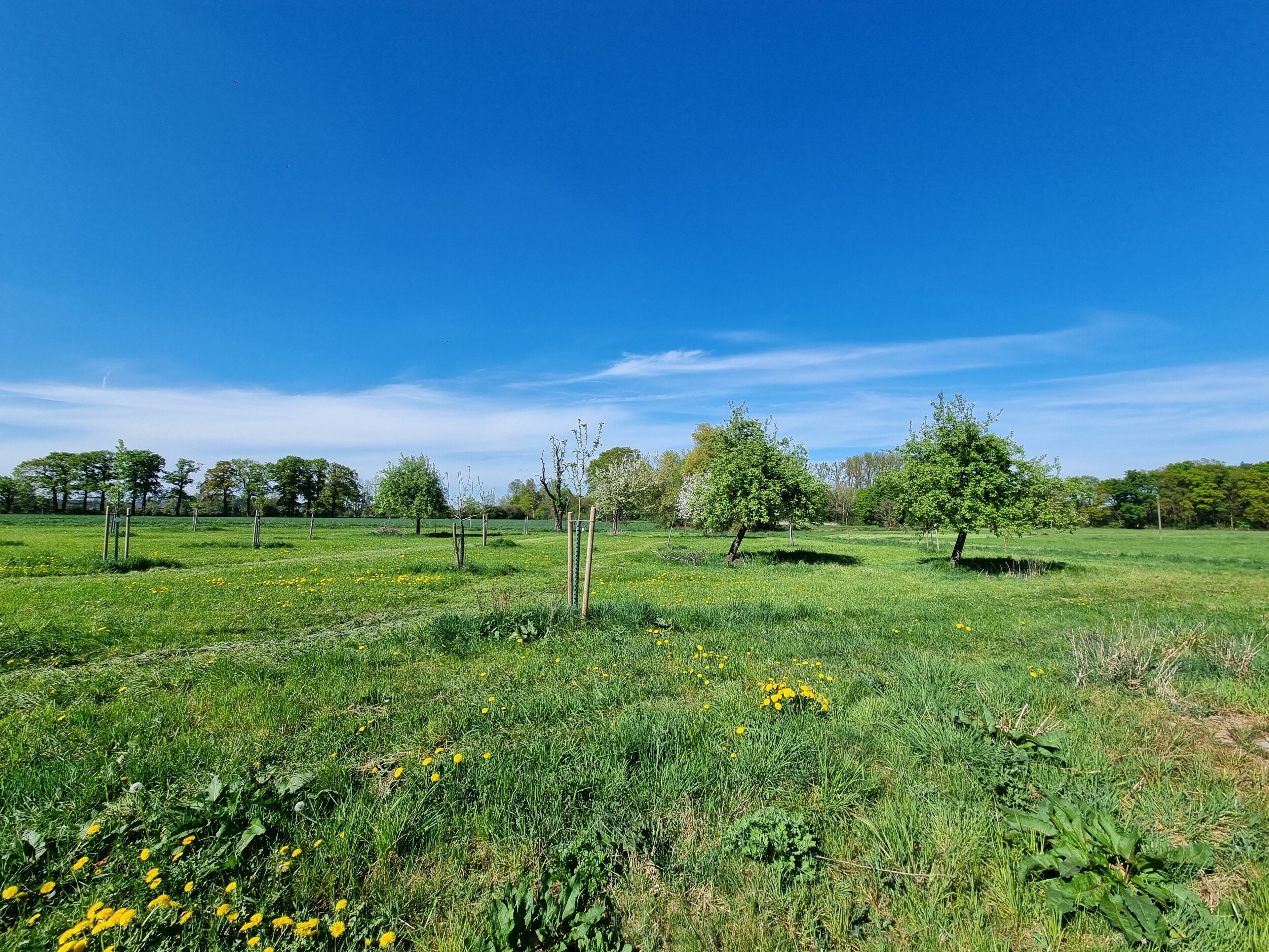 A grassy field with trees and a clear blue sky.