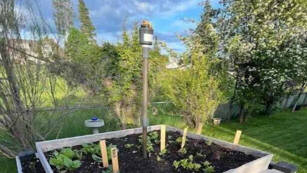 A raised garden bed with plants, a wooden structure, and a metal pole. - Charming 2 bedroom home.🏔 (Cranbrook)