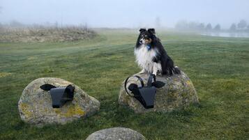 A dog sitting on a rock with a black object on it.