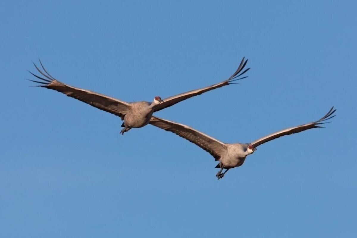 Two birds flying against a clear blue sky.