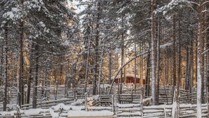 A snowy forest with a rustic wooden structure and a red building in the background. - Puljunharju by Interhome (Sodankylä)
