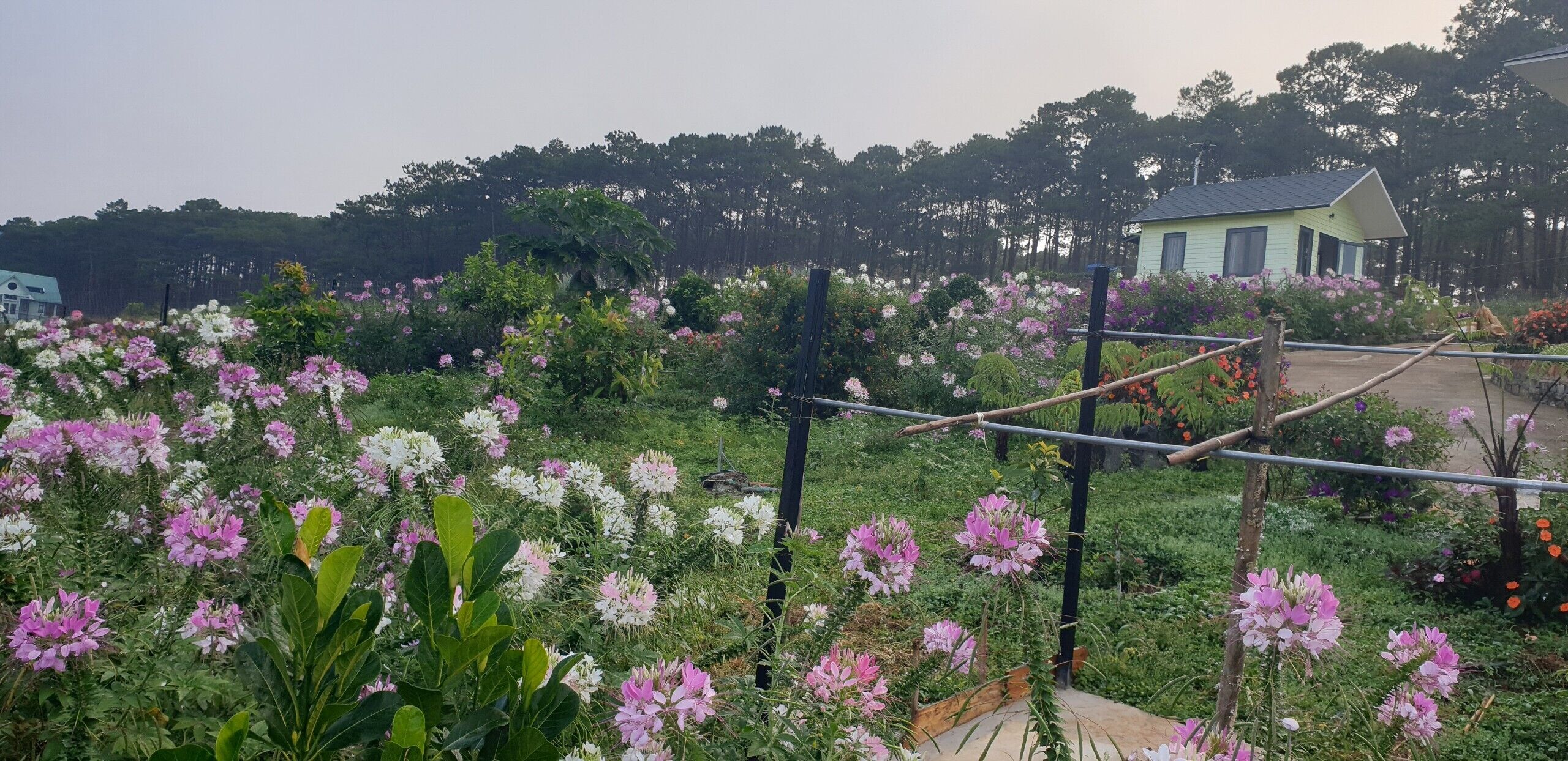 Een tuin met verschillende bloeiende planten en een houten constructie.
