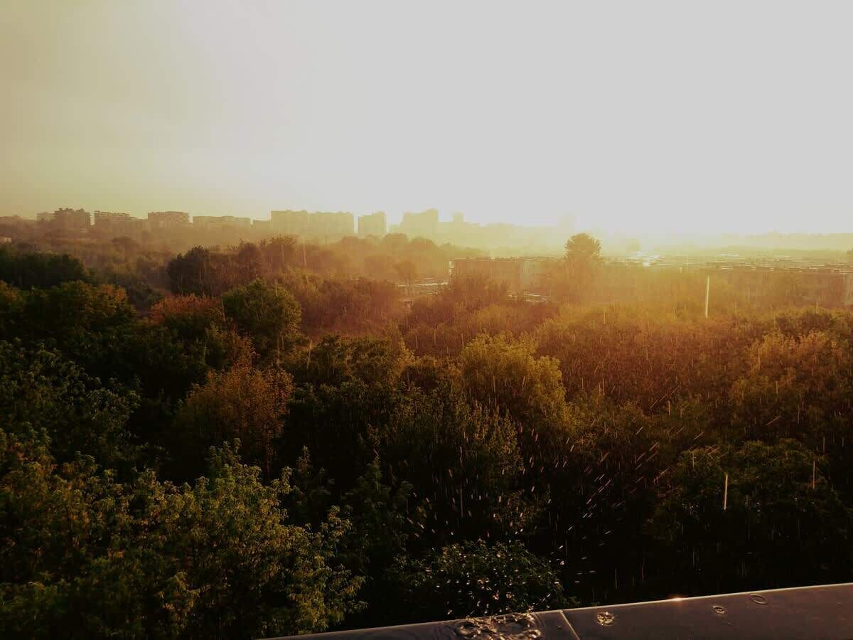 Blick auf eine Stadtansicht mit Gebäuden in der Ferne und einem dichten Wald im Vordergrund.