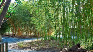 Escape to a serene bamboo grove, surrounded by a lush canopy of leaves and a natural, earthy atmosphere.