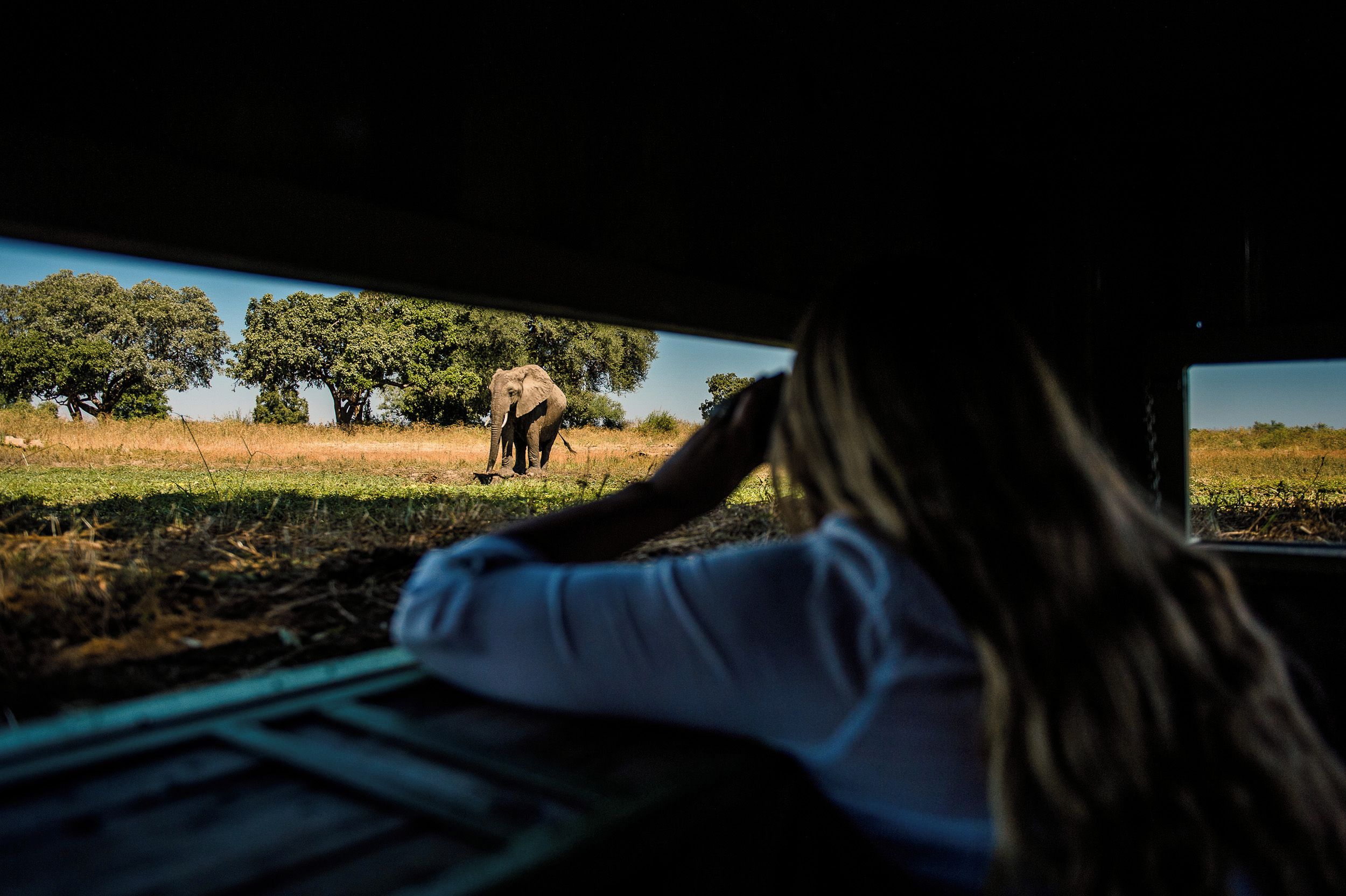 A vehicle interior with a view of two elephants in a natural landscape.