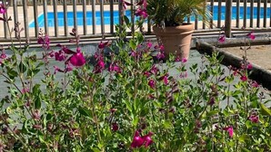 A pool area with a wooden fence, a potted plant, and flowering plants in the foreground. - ZEcamping familial avec piscine - proche Oléron (La Tremblade)