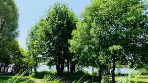 Un parque con árboles, un lago y una zona cubierta de césped.