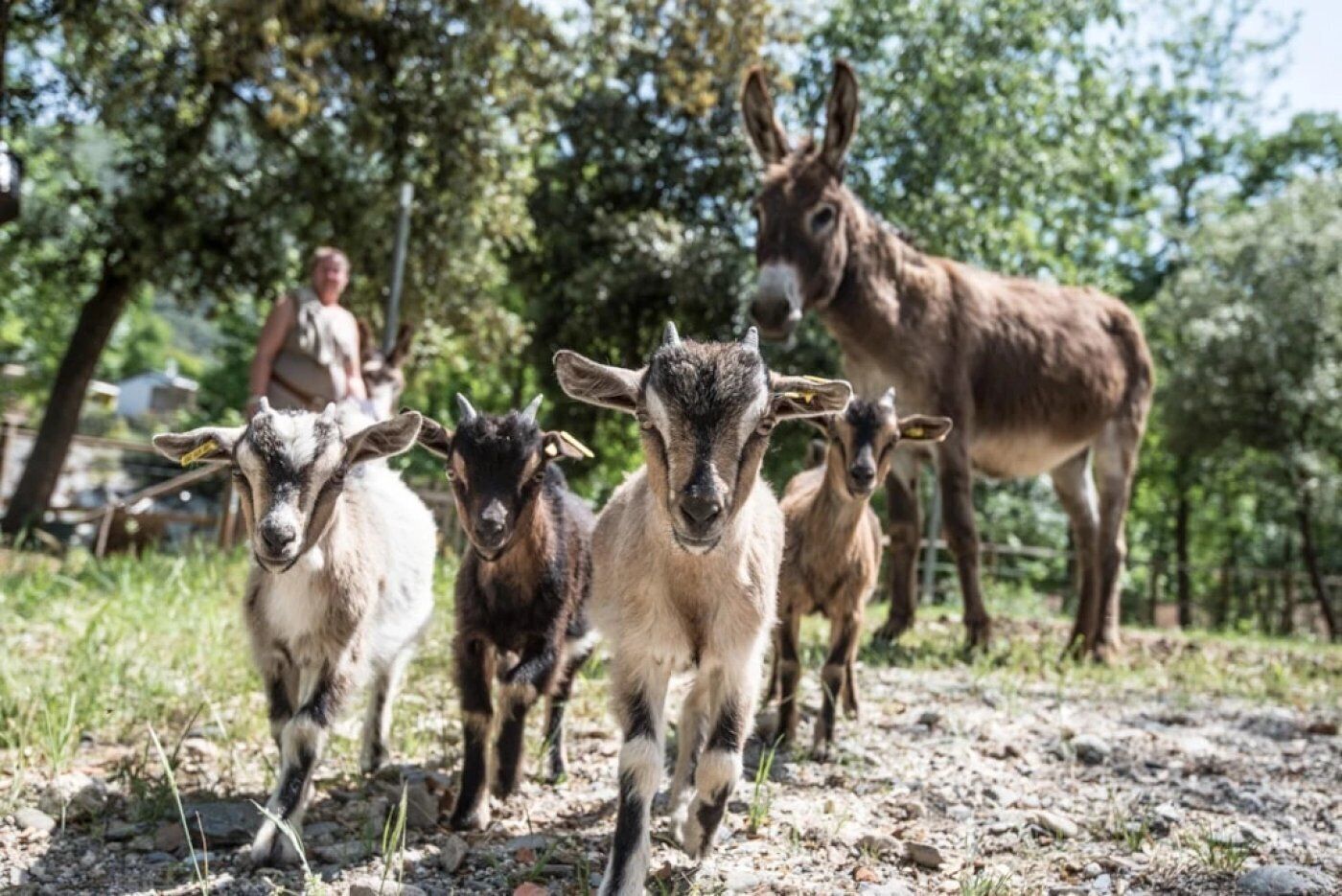 Un grupo de cabras y un burro caminando por un sendero de tierra en un entorno natural.