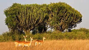 Park view - Euphorbia Safari Lodge (Kasese)