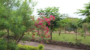 Garden view - Euphorbia Safari Lodge (Kasese)