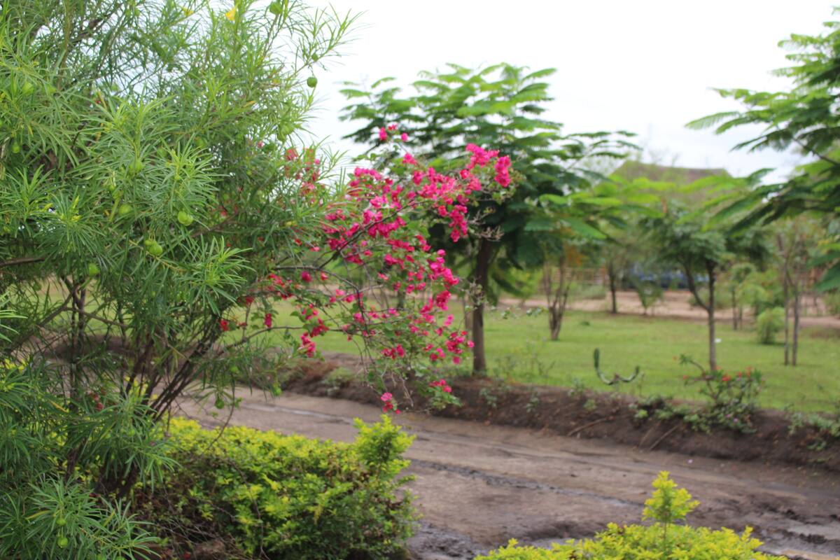 Vue sur le jardin