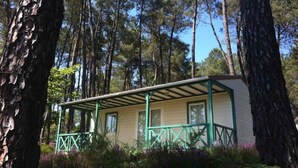 Een chalet met een groen dak en witte muren, omgeven door hoge dennenbomen.