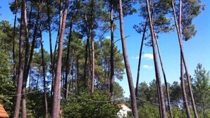 A dense forest of tall pine trees with a clear blue sky.