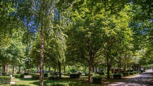 A tree-lined pathway in a park with a paved road. - ZEcamping 3* familial piscine chauffée dog friendly locatif TV LV clim (Florac)