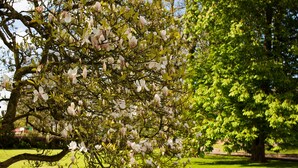 Un arbre aux fleurs blanches épanouies dans un parc.