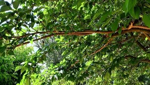 Un sendero pavimentado en un jardín con abundante follaje.