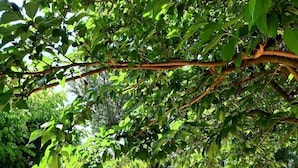 Un sendero pavimentado en un jardín con abundante follaje.