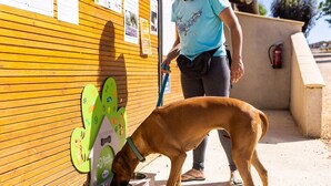 A person with a dog near a wooden wall with informational posters. - ZEcamping 4 étoiles familial animaux acceptés terrain multisports (Thégra)