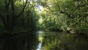 A river surrounded by dense green foliage.