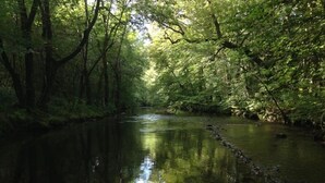 A river surrounded by dense green foliage.