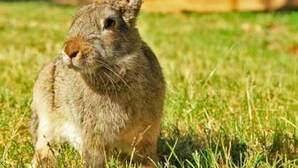A rabbit sitting on grass in front of a building with a wooden structure and glass windows. - ZEcamping 4* familial espace aquatique chiens acceptés locatif LV BBQ (Albi)
