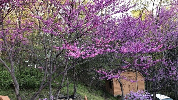 Eine Holzterrasse mit einer Steinmauer, einem Schuppen und einem Auto in einem Garten unter blühenden Bäumen.