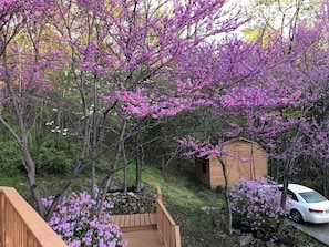 A wooden deck with a stone wall, a shed, and a car parked in a garden with blooming trees.
