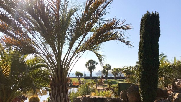 A landscaped garden with palm trees, a tall conifer, and a body of water. - Two Bed Apartment with a Millionaire's sea view (Torquay)