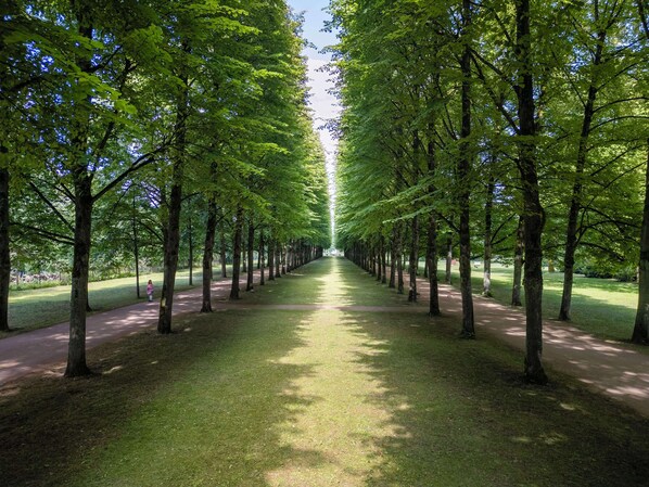 Un sendero bordeado por árboles en un parque.
