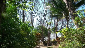 A forest path surrounded by dense greenery and trees. - TREE HOUSE PLAYA SAMARA (Playa Samara Guanacaste Province)