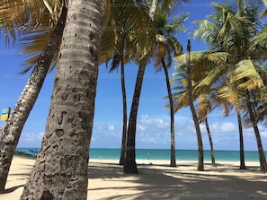 A beach with palm trees and a clear blue sky.