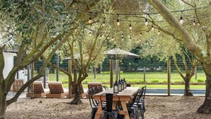 An outdoor dining area with a wooden table and chairs, surrounded by trees and a string of lights. - The Cypress Bungalows (Sonoma)