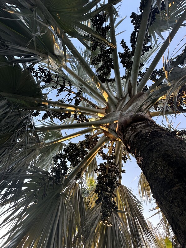 Una palmera con racimos de frutos negros.