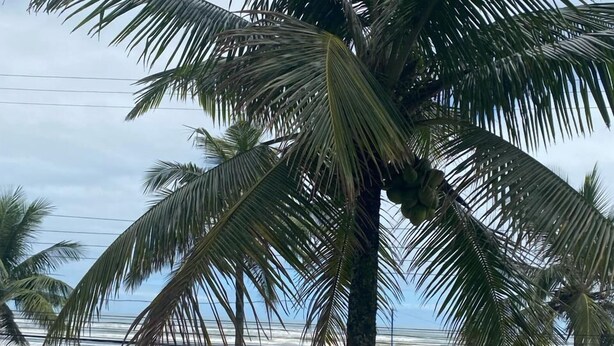 Escena de playa con palmeras, una construcción de techo azul y sombrillas amarillas.