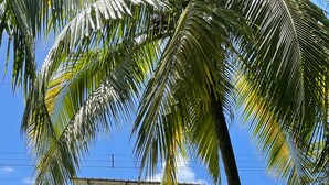 A two-story building with a flat roof and a balcony on the upper floor. - Hotel Pura Natura Beachfront Tortuguero (Colorado)