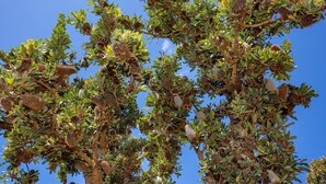 A tree with dense foliage and numerous spherical fruits against a clear blue sky. - Banksia by the Bay, Jervis Bay (Vincentia)
