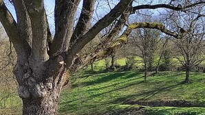 A wooden deck overlooking a pond with a small bridge, surrounded by trees and grassy areas. - Gîte au Bord de l' eau Proche du Puy du Fou et du Parc Oriental de Maulévrier ! (Maulevrier)