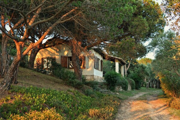 Une maison de campagne, avec un chemin de terre menant à l’entr ée, entourée d’arbres et de verdure.
