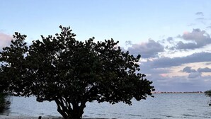 A tree by a calm body of water with a clear sky. - Sunshine State of Mind House (Jensen Beach)