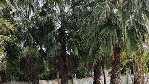 A wooden deck leading to a swimming pool with a waterfall feature, surrounded by palm trees. - Sea and lake, sun and sand, history and geography we offer you with family warm. (Köyceğiz)
