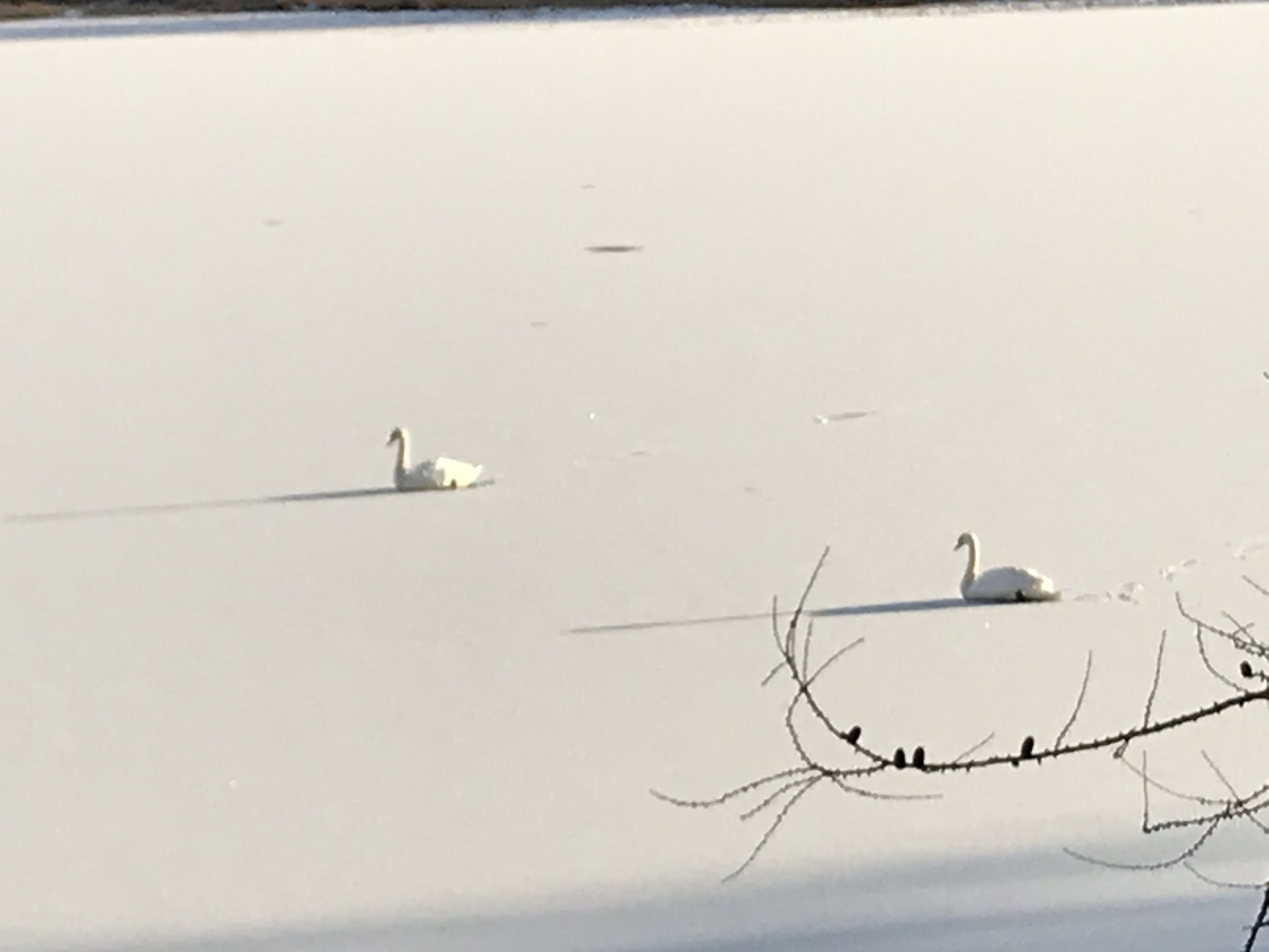 A snowy landscape with two swans and a branch with birds.