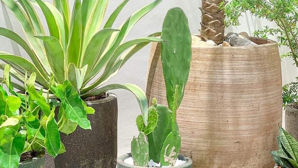 A variety of potted plants including a tall cactus and several types of foliage, arranged on a tiled surface against a plain wall. - Tây Homestay 968 (Ninh Thanh)