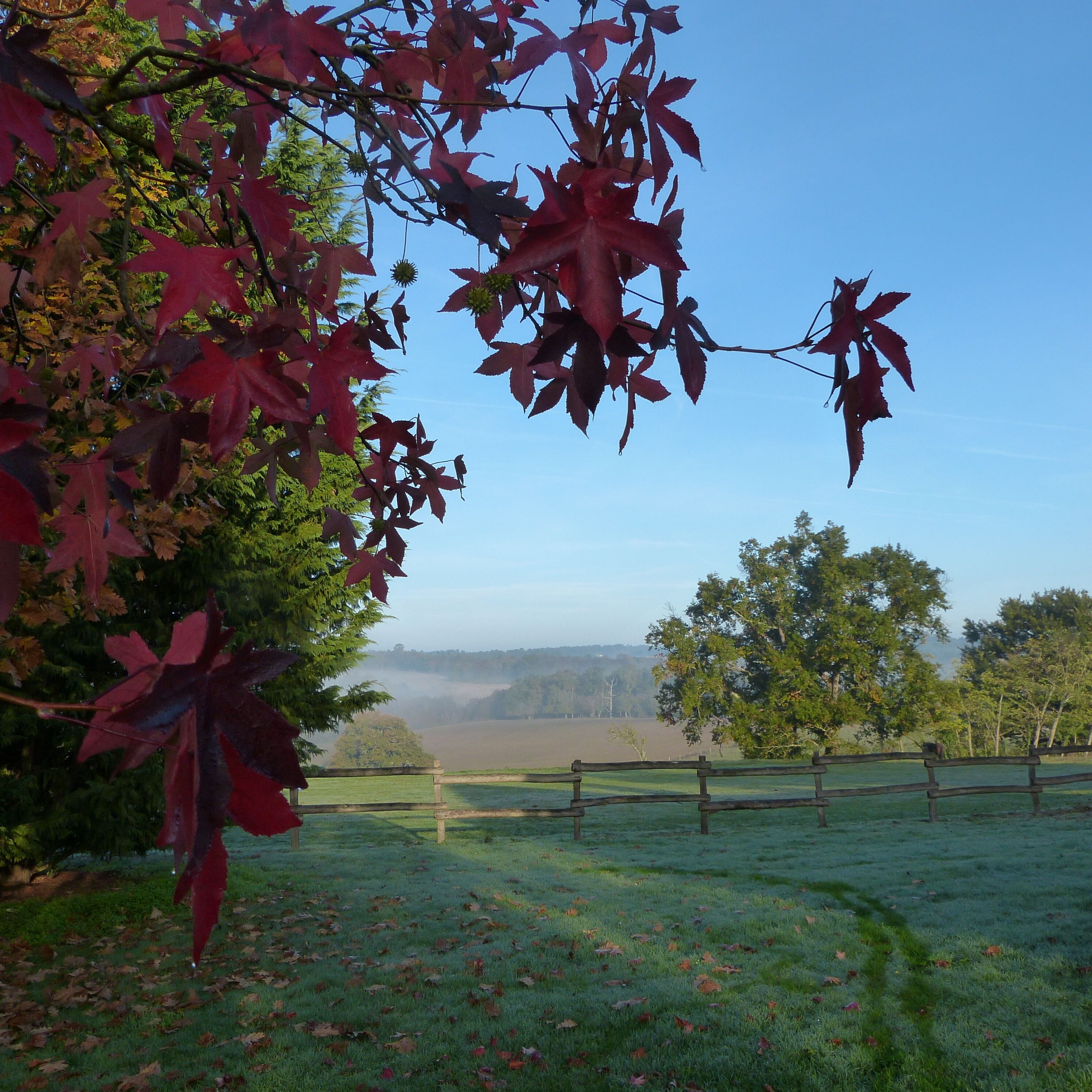 A rural landscape with a wooden fence, green grass, and trees with red leaves.