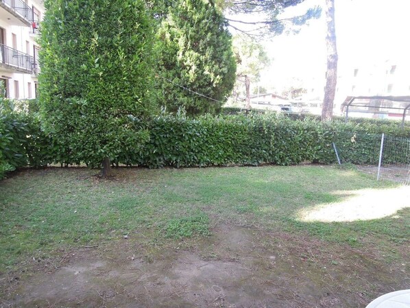 A grassy yard with a large tree and a hedge.