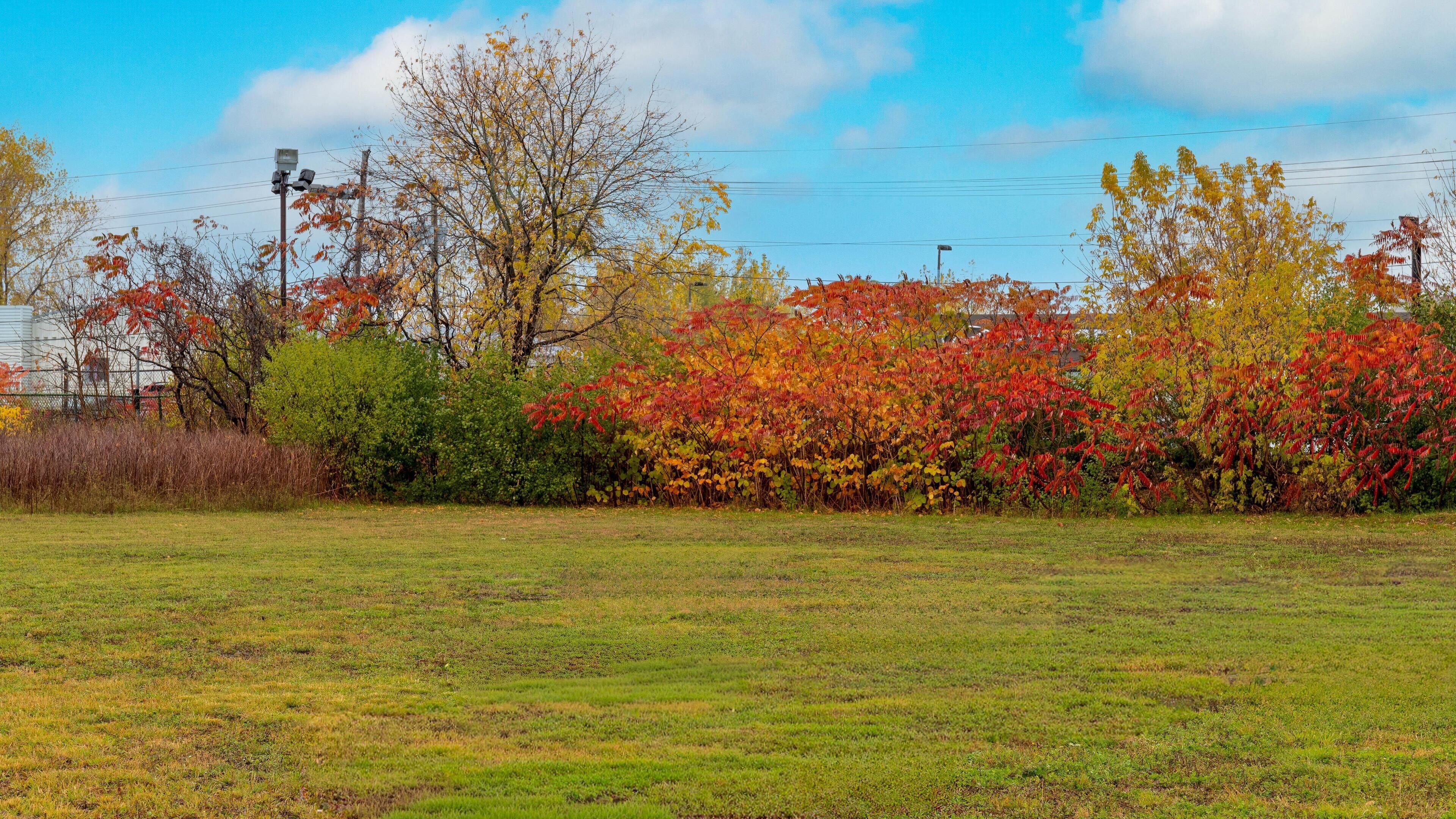 A grassy field with trees displaying autumn foliage.